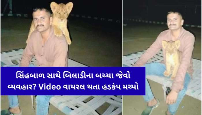 સિંહબાળ સાથે 'બિલાડીના બચ્ચા' જેવો વ્યવહાર? ફોટા-વીડિયો વાયરલ થતાં વનવિભાગમાં દોડધામ