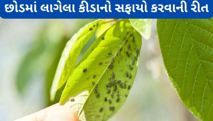 ગાર્ડનમાં ઉગાડેલા શાકભાજીમાં નહીં લાગે કીડા, દર 15 દિવસે આ નેચરલ જંતુનાશક છાંટી દેજો