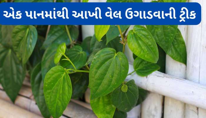 નાગરવેલના પાન ઘરે ઉગાડવાની રીત, આ રીતે ઝડપથી વધશે વેલ અને પાન પણ આવશે મોટા