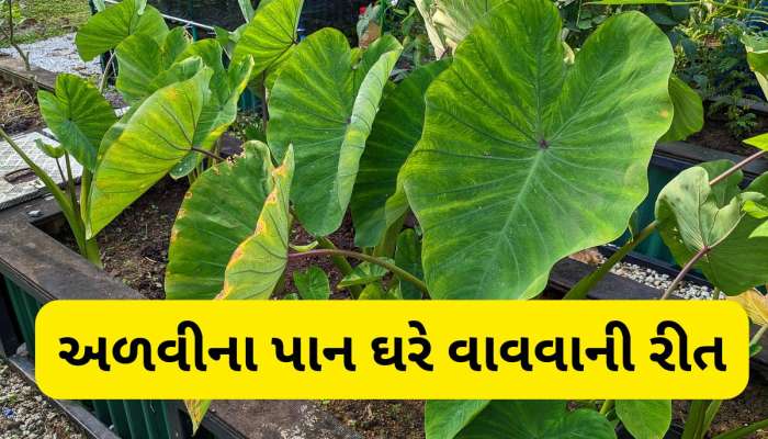 Gardening Tips: ઘરે કુંડામાં અળવીના મોટા મોટા પાન ઉગાડવાની રીત