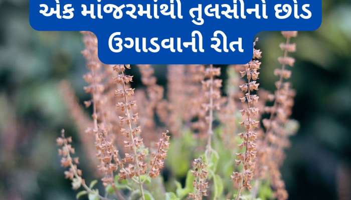 તુલસીનો છોડ વાવવાની બેસ્ટ રીત, આ કામ કરી લેશો તો તુલસીનો છોડ ક્યારેય કરમાશે નહીં