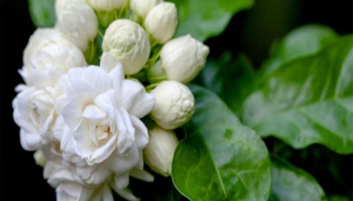 મોગરાના છોડની માટીમાં મિક્સ કરી દો આ સફેદ વસ્તુ, ઢગલો થઈ જાય એટલા ફૂલ આવશે