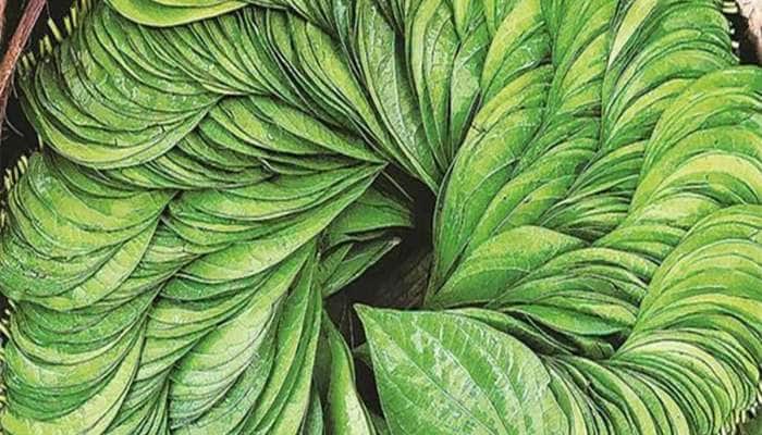 શરીર માટે અમૃત સમાન છે આ પાન, આ રીતે ખાવાથી 50 વર્ષ પછી પણ રહેશે હેલ્ધી અને જુવાન