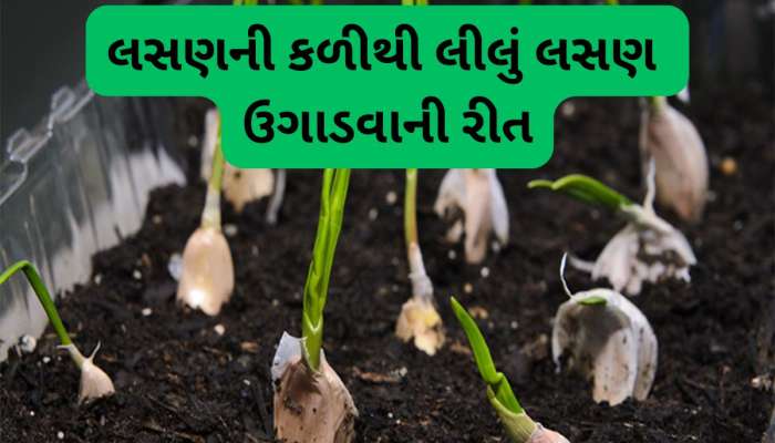 Gardening Tips: લસણની કળીમાંથી લીલું લસણ ઉગાડવા ફોલો કરો આ સરળ સ્ટેપ્સ