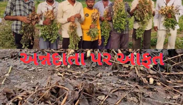 સૌરાષ્ટ્રના ખેડૂતો માટે આફત બનીને આવ્યું માવઠું, મગફળીના પાકને ભારે નુકસાન