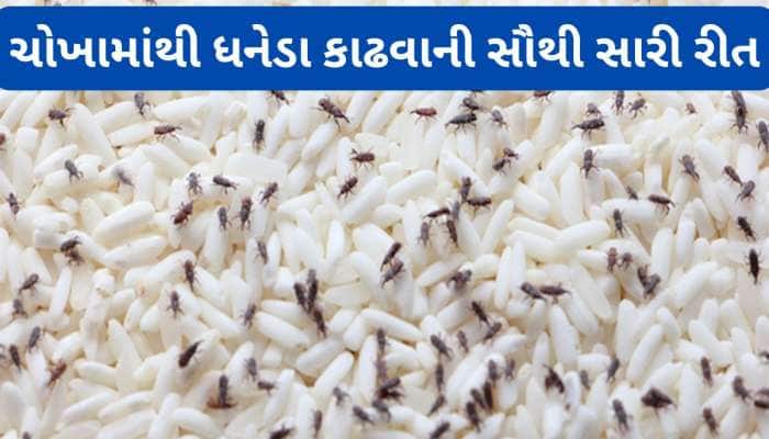 ચોખામાં ખાડો કરી વચ્ચે મુકી દો આ 2 વસ્તુ, 15 મિનિટમાં ધનેડાનો સફાયો થઈ જશે