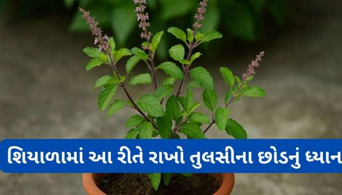 શિયાળામાં આ 3 વાતનું રાખો ધ્યાન, કડકડતી ઠંડીમાં પણ તુલસીનો છોડ રહેશે લીલોછમ