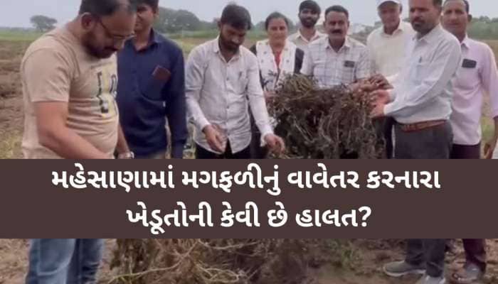 મગફળીએ મારી નાંખ્યા! વિજાપુર પંથકમા મગફળીનો 80% પાક બગડ્યો, આખા વર્ષની મહેનત પર પાણી