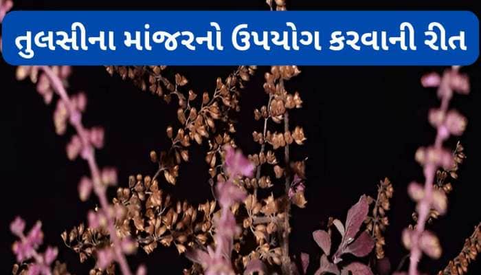 તુલસીના માંજરથી થતા લાભ વિશે જાણશો તો માંજર ફેંકવાને બદલે તેનો ઉપયોગ કરવા લાગશો