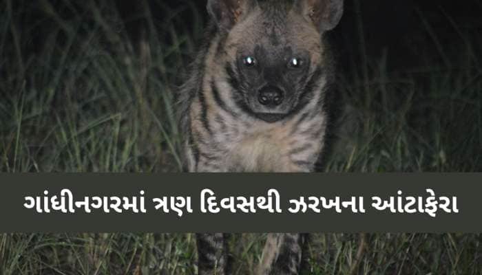 આઘા રહેજો! ગાંધીનગરમાં છેલ્લા ત્રણ દિવસથી આ વિસ્તારમાં દેખાયું ઝરખ, સ્થાનિકોમાં ભય