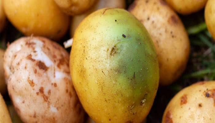 બટેટા પર દેખાતા હોય લીલા ડાઘ તો ખાવાનું ટાળજો, જાણો આવું બટેટું ખવાઈ જાય તો શું થાય?