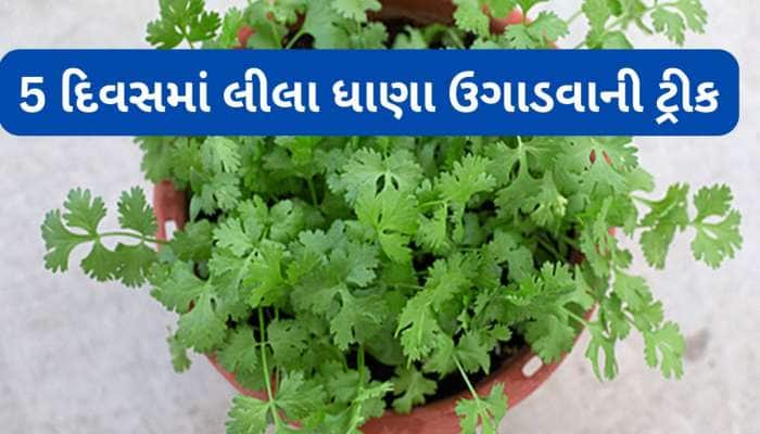 ઘરે લીલા ધાણા કોથમીર ઉગાડવાની જાદુઈ રીત, આ ટ્રીક અપનાવશો તો 5 દિવસમાં ઉગી જશે ધાણા
