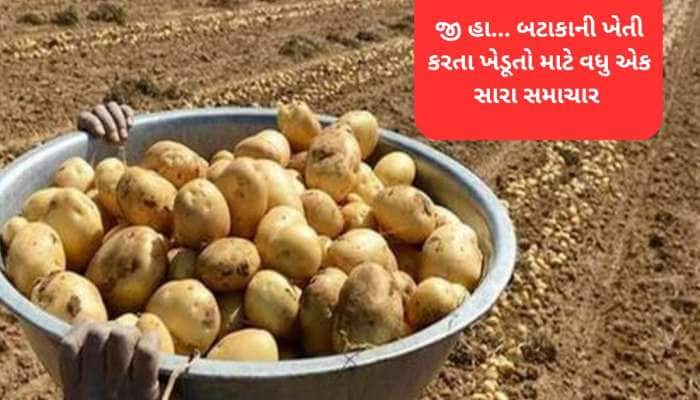 ગુજરાતમાં બટાકાની ખેતી કરતા ખેડૂતો માટે મોટી માહિતી : સરકાર આપશે બિયારણ