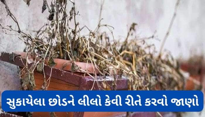 છોડ સુકાવા પાછળ શું હોય કારણ ? આ વસ્તુ માટીમાં ઉમેરો સુકાયેલો છોડ લીલો થઈ જશે