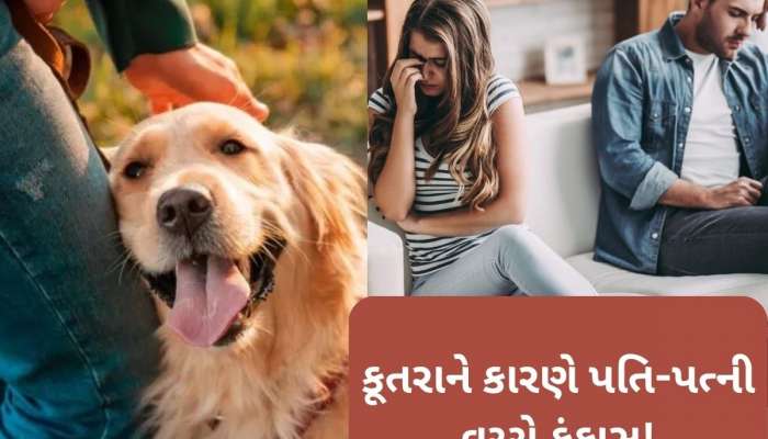 ડોગ લવર પત્નીની આદતોથી કંટાળી પતિએ ગુજરાત હાઈકોર્ટમાં છૂટાછેડા માટે કરી અરજી