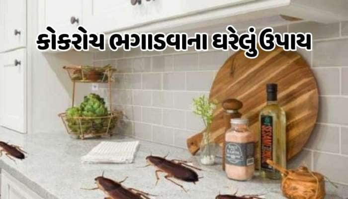 રસોડામાં કોકરોચે મચાવ્યો છે આતંક, આ ઘરેલું ઉપાયથી તરત ભાગી જશે વંદા !