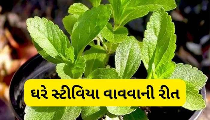 બાલ્કનીમાં વાવો સ્ટીવિયા છોડ, આ છોડના પાન ડાયાબિટીસના દર્દી માટે છે વરદાન