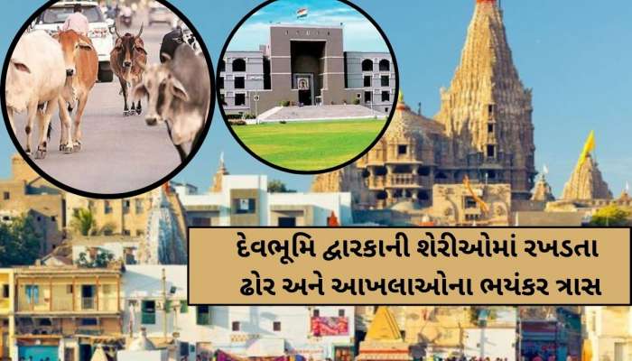દેવભૂમિ દ્વારકામાં 2000 રખડતા ઢોરનો ત્રાસ: હાઈકોર્ટે ન.પા. ચીફ ઓફિસરનો ઉધડો લીધો...