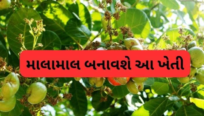 તમારા ખેતરમાં 'સફેદ સોનું' ઉગાડો, આખુ વર્ષ રહે છે જોરદાર માંગ, થશે લાખોની આવક