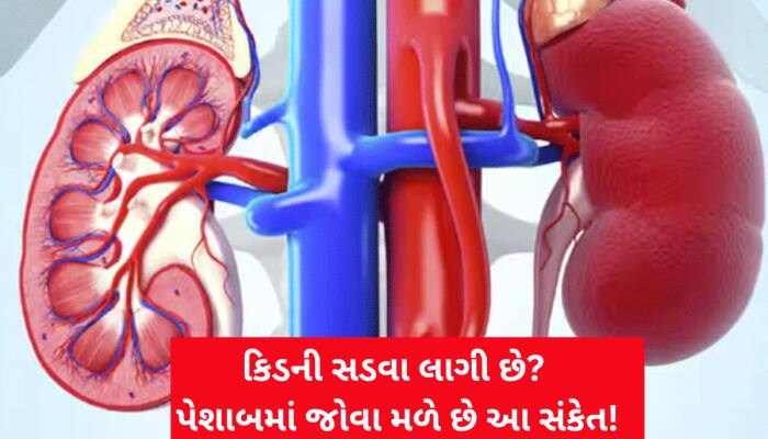 કિડની સડવા લાગે ત્યારે પેશાબમાં જોવા મળે છે આ 3 સંકેત! બિલકુલ અવગણતા નહીં
