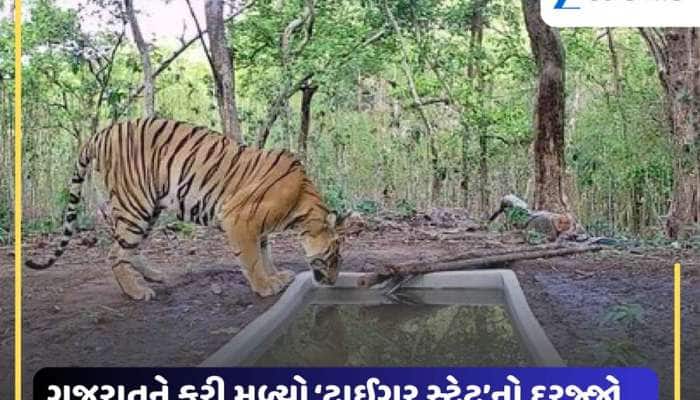 ઐતિહાસિક સિદ્ધિ: 33 વર્ષ બાદ ગુજરાત બન્યું ‘ટાઈગર સ્ટેટ’, હવે વાઘની ગર્જનાથી ગુંજી..