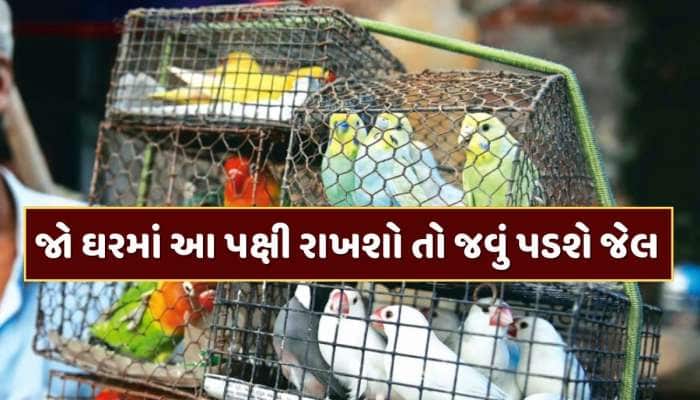 ભારતમાં આ પક્ષીઓ પાળવા છે ગુનો, થઈ શકે છે 7 વર્ષની જેલ