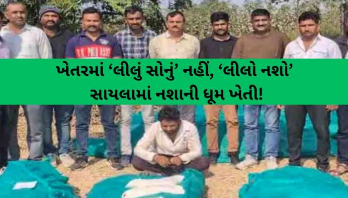 તુવેરની આડમાં ‘ઝેર’ની ખેતી! સુરેન્દ્રનગર પોલીસનો અત્યાર સુધીનો સૌથી મોટો સપાટો