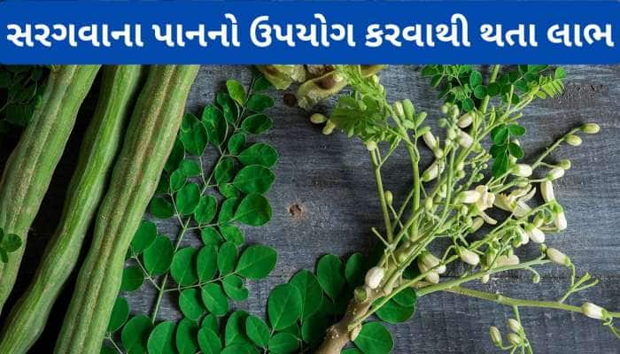 1, 2 નહીં 8 બીમારીઓમાં સરગવાના પાન ખાવાથી થાય ફાયદો, જાણો સરગવાના પાન કેવી રીતે ખાવા