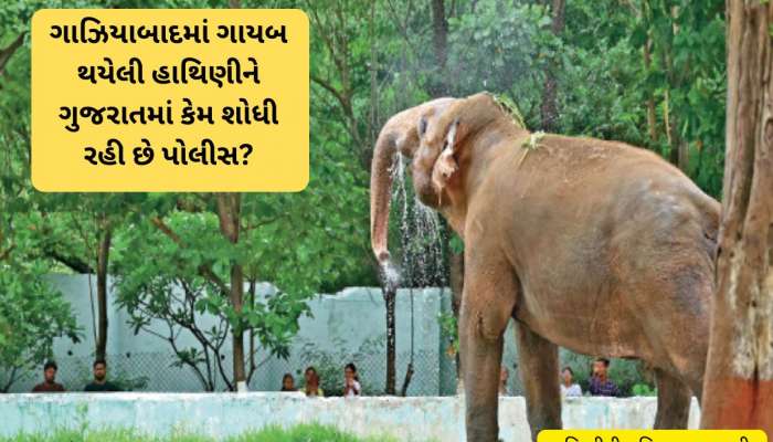 ગાઝિયાબાદ To ગુજરાત : 17 વર્ષ પહેલા ચોરાયેલી હાથિણીનું ગુજરાત કનેક્શન ખૂલ્યું