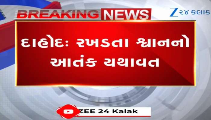 દાહોદમાં શ્વાનનો આતંક, 10થી વધુ લોકોને બનાવ્યા નિશાન, CCTV ફૂટેજ આવ્યા સામે