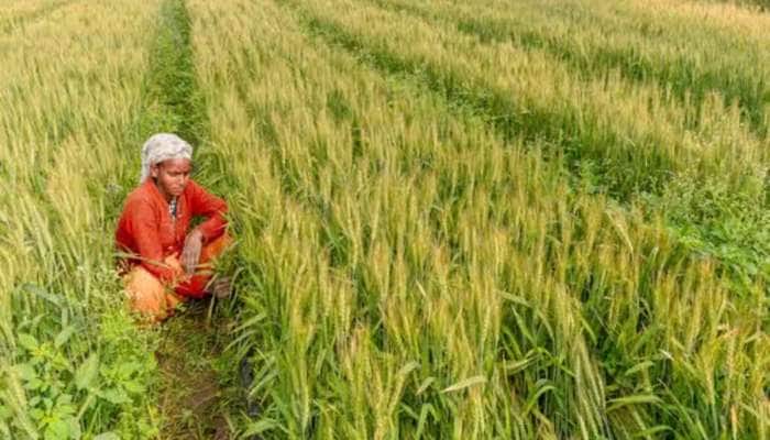 ચંદન-કાજુ-કોકો-અખરોટ અને નાળિયેરની ખેતી કરનાર ખેડૂતોને થશે ફાયદો, સરકાર કરશે મદદ