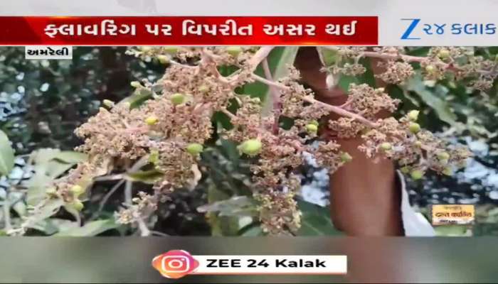 ખેડૂતો પર કુદરતનો માર, વાતાવરણમાં ફેરફારથી કેરીના પાકમાં આવ્યો રોગ !