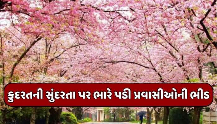 શું હોય છે જાપાનો ચેરી બ્લોસમ ફેસ્ટિવલ? આ વખતે કેમ કરવામાં આવ્યો રદ,જાણો શું છે કારણ
