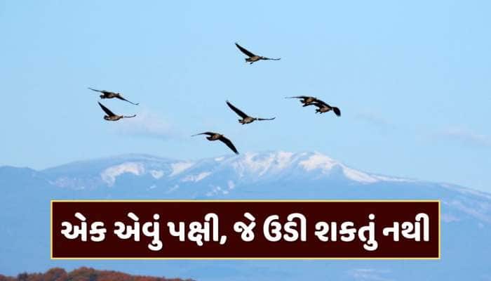 GK : એવું કયું પક્ષી છે, જે ક્યારેય ઉડી શકતું નથી ? એક ક્લિકમાં જાણી લો જવાબ