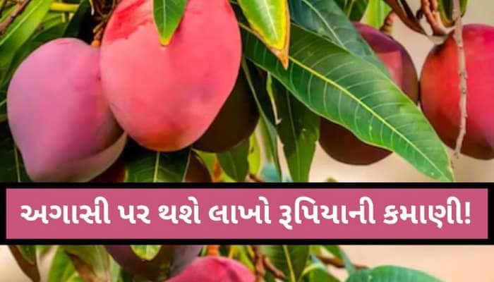 ઘરની અગાસી પર પણ ઉગાડી શકો છો દુનિયાનું સૌથી મોંઘું ફળ, જાણો 3 લાખના ફળનું સિક્રેટ