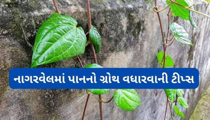 નાગરવેલની માટીમાં ઉમેરી દો આ સફેદ પાવડર, ગરમીમાં વેલ ઝડપથી વધશે, પાન પણ આવશે મોટાં