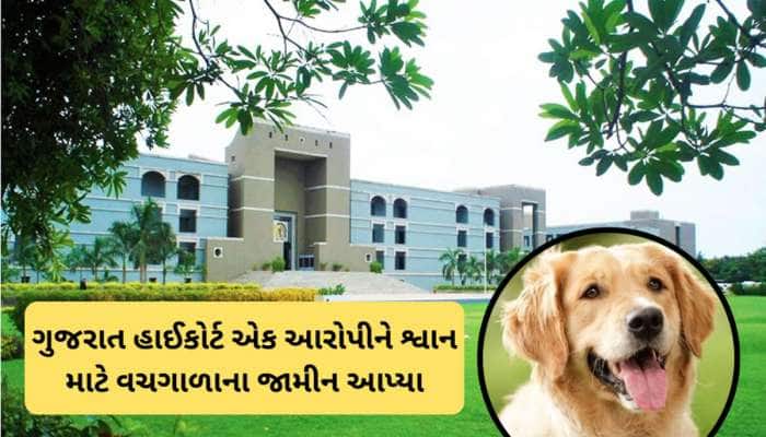 રસપ્રદ કિસ્સો ; પાળતૂ શ્વાનની અંતિમક્રિયા માટે હાઈકોર્ટે આરોપીને આપ્યા જામીન