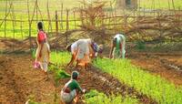 PM Kisan: ખેડૂતોને Budget 2021માં મળી શકે છે આ ભેટ, જાણો શું થઈ શકે છે ફાયદો