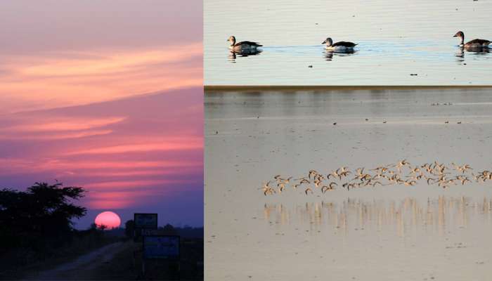 સૌંદર્યનો નજારો: પક્ષીતીર્થ વઢવાણામાં વિદેશી પક્ષીઓ બન્યા મહેમાન