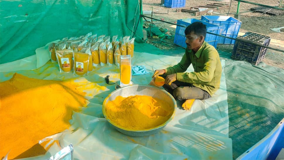 turmeric_farming_zee2.jpg